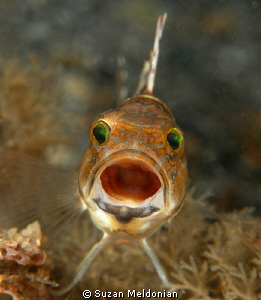 Hey !  I'm not gonna look at you.. ok - - an an then you ... by Suzan Meldonian 